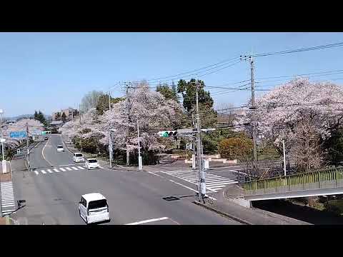 2024年4月10日　阿見町学校区のサクラ　阿見町役場　阿見中学校　阿見小学校　筑波山