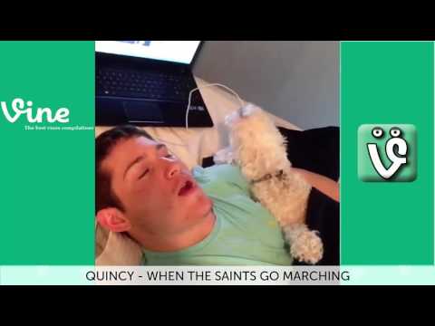 Best Cat Dog Vines Compilation Top Funny Pets 2016