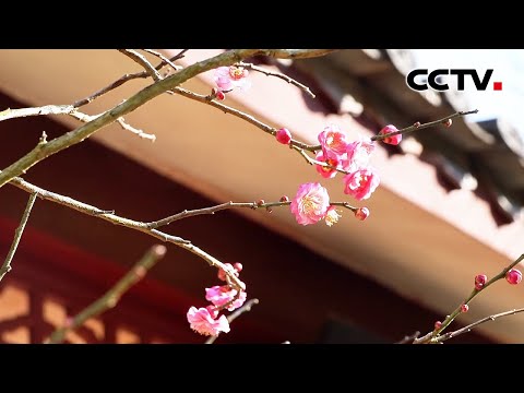 又是一年赏梅时！云南昆明黑龙潭公园梅花初绽，暗香清幽 | CCTV