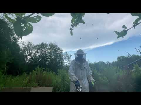 Beekeeping Fail