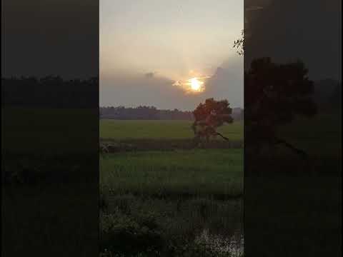 വയനാട് ജില്ലയിലെ പനമരത്ത് നിന്നും മനോഹരമായൊരു കാഴ്ച