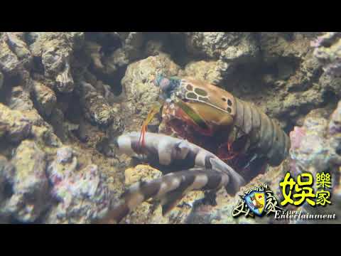 Mantis shrimp  Fighting Chiloscyllium plagiosum  🦐#斑竹狗鮫 #狗鯊 #雀尾螳螂蝦 #Mantis shrimp #Chiloscyllium pl