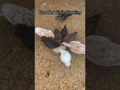 Turkey Poults & Chickens #Brooder #Greenhouse #TexasFall