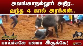 அலங்காநல்லூர் அதிர.. வந்த  4 கால் அரக்கன்.,பாய்ச்சலே பலமா இருக்கே! | | Alanganallurjallikattu