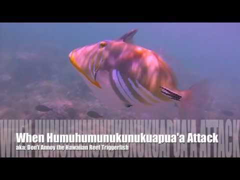 When Humuhumunukunukuapua'a Attack: Don't Annoy the Hawaiian Reef Triggerfish!