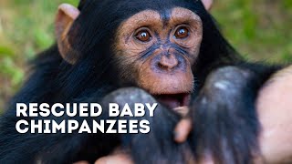 These Orphaned Baby Chimpanzees Were Rescued From The Illegal Wildlife Trade | Drive 4 Wildlife