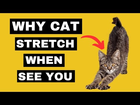 Why Your Cat Stretch When Seeing You?