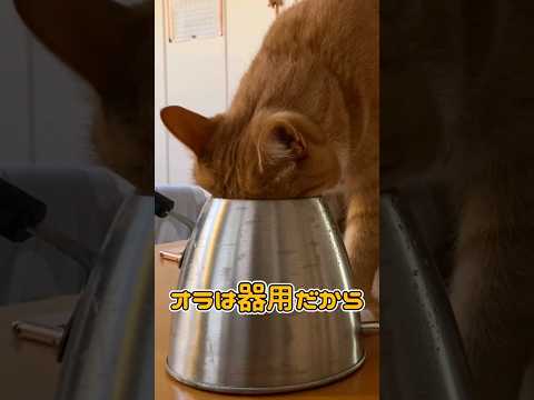 ケトルに頭突っ込んでる『わるねこ』を激写しました。#shorts #cat #ねこ