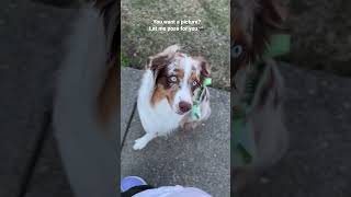 Aussie got the perfect angle 🍑 #shorts #aussie #aussiedog #australianshepherd #aussielife #dailydog