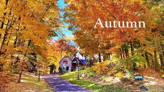 Beautiful Autumn Colors - Countryside Foliage and Cozy Homes in Toronto area Walk 4K