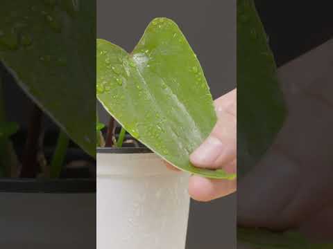 Anthurium Nigrolaminum x Crystallinum 안스리움 나글로라미넘 x 크리스탈리넘