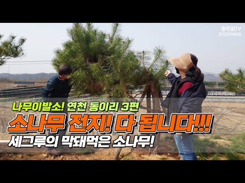 나무이발소! 연천 동이리 3편 / 소나무전지 다 됩니다.. 세그루의 막돼먹은 소나무 / pruning a botched pine tree