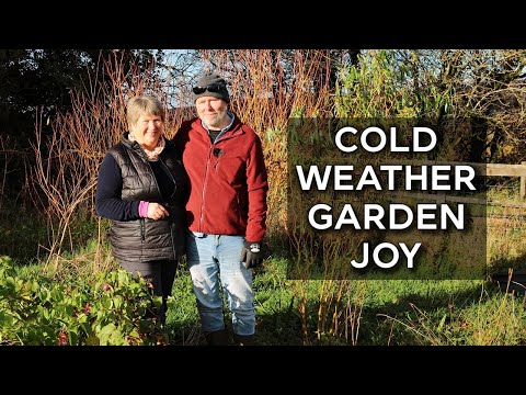 Winter Garden Bliss | My Top Strategies for Beating SAD