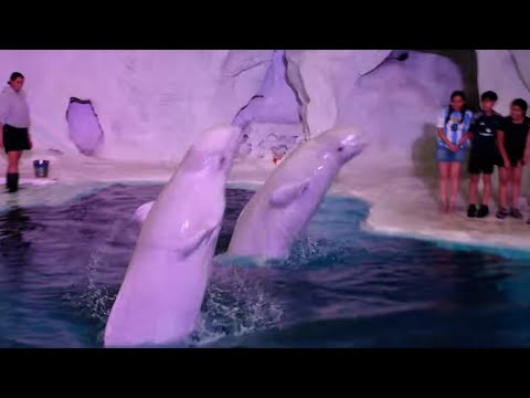 Belugas Whales Up-Close Tour (Partial) - SeaWorld Orlando - August 21, 2024