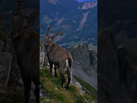 Alpine Ibex #animals