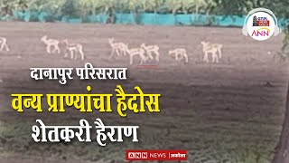 दानापूर परिसरात वन्य प्राण्यांचा हैदोस,शेतकरी हैराण | Akola