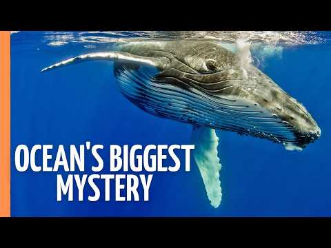 Mind-Blowing Facts: The Secret Lives of Marine Mammals Revealed | Full Documentary