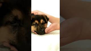 Girl Cuddling German Shepherd Puppy A Wonderful Bond #GirlCuddlingGermanShepherdPuppy