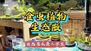 食虫植物生态瓶#玻璃缸中的大自然 #微景观 #水族 #苔藓微景观~家庭和办公室的大自然【自然居水景记】