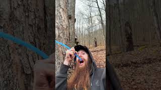 Maple tree tapping