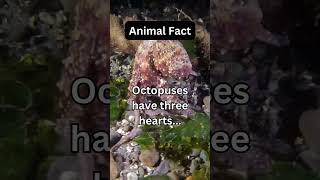 Octopuses have three hearts...