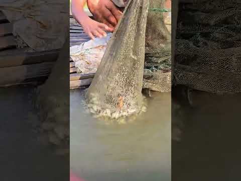 River monster fishing trick #shortvideo #shortvideo #birds #river #fish #fishing #monster #hunting