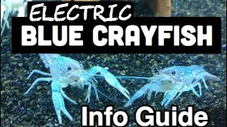 Aquarium Electric Blue Crayfish Care