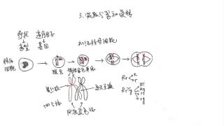 减数分裂和受精