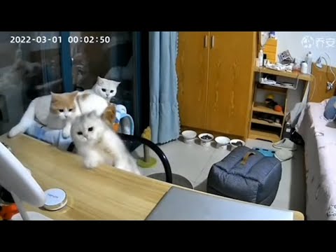 鏡頭記錄下的動物搞笑時刻，女子晚上去領錢，帶五隻大狗保鑣沒在怕，下一秒笑翻網友！｜#不准笑挑戰｜#動物｜#搞笑｜#爆笑｜#貓咪｜狗狗｜