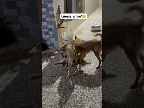 Haha song  🤣 Dogs Playing Funny Video 0927 #song #music #broadway #singer #dancingdog #showdogs