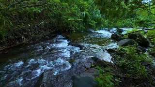 Relaxing River Sound forest river, for Sleep, stress reliever, for Yoga, for study, meditation Study