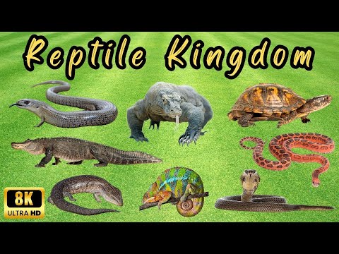 Discovering the World of Reptiles: 100 Fascinating Species | Lets Know all the reptiles in the World