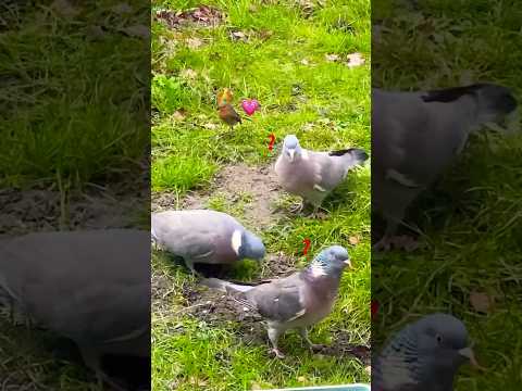 Birds enjoying their Food 🥰🕊️🥗🦅#shortsvideo #birds #pigeon