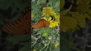 Autumn #garden #shortvideo #growwithme #farming #bee #beauty