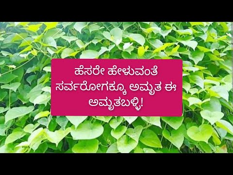 ಅಮೃತಬಳ್ಳಿಯ ಪ್ರಯೋಜನಗಳು | Uses of Amruthaballi Leaves in ಕನ್ನಡ |Amruthaballi Benefits in ಕನ್ನಡ |#viral