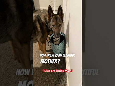 Rules are Rules Mom #funny #floofinators #sadiethesableshepherd