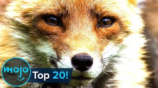 Top 20 Most Intelligent Animals