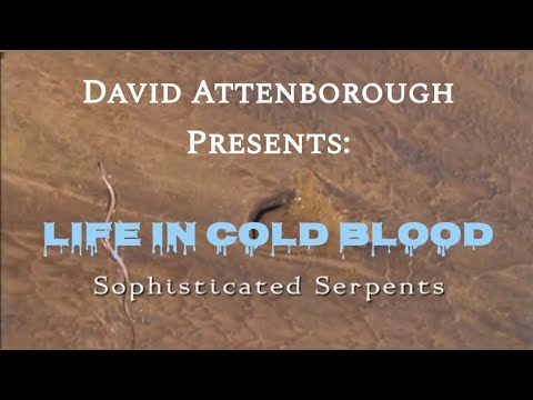 Life in Cold Blood: Sophisticated Serpents 60fps