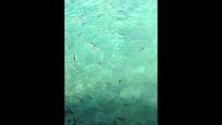 Fish feeding at Movenpick Hotel Mactan Island Cebu