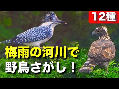 水辺で野鳥を探そう！絶滅危惧種のクマタカも発見！？