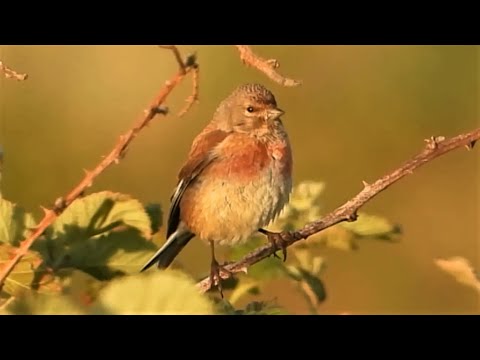 Common LINNETS  Singing & Calling Sounds ♪♫ Beautiful Birdsong ♫♪