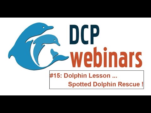 DCP Dolphin Lesson: The story of DCP ID#104, a stranded dolphin