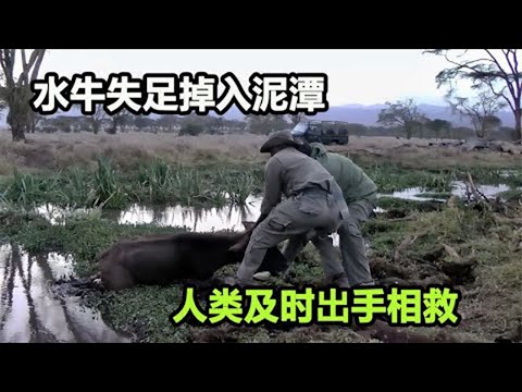 野牛陷入泥潭，痛苦的它发出阵阵哀嚎，关键时刻，人类发现了它