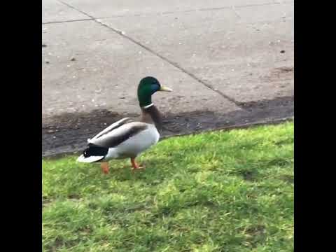 a wild duck on the street Eugene, OR - 04 06 2020