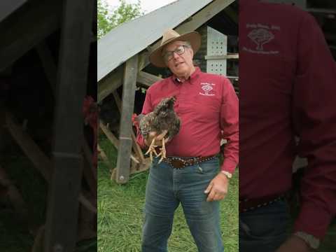 How to hold a chicken correctly (and avoid getting pooped on) with Joel Salatin #poultry #chicken