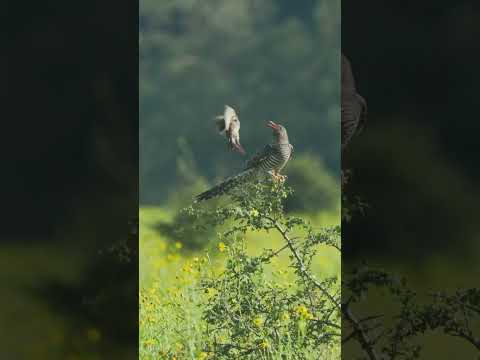 Cuckoo brood parasitism🕊️🍂 #wildlife #cuckoo #wildlifephotography