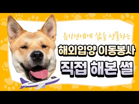 해외유학가면서 생명도 살리기! 유기견 해외입양 이동봉사를 소개합니다