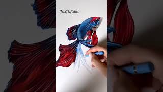 A Realistic Betta Fish Drawing #bettafish #realisticdrawing   #artinmotion #fishart #shorts