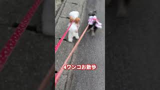 ［6ヶ月子犬］ピンクコートミックス犬マルキーのモカお散歩大好き❤  #可愛い子犬  #ミックス犬  #マルキー  #ヨープー  #マルポメ  #マルチーズ  #お散歩  #4ワンコ  #多頭飼い犬