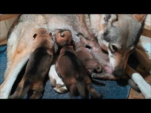 Czechoslovakian Wolfdog "Vanya Lupi del Montale" 2 Weeks Old Puppies